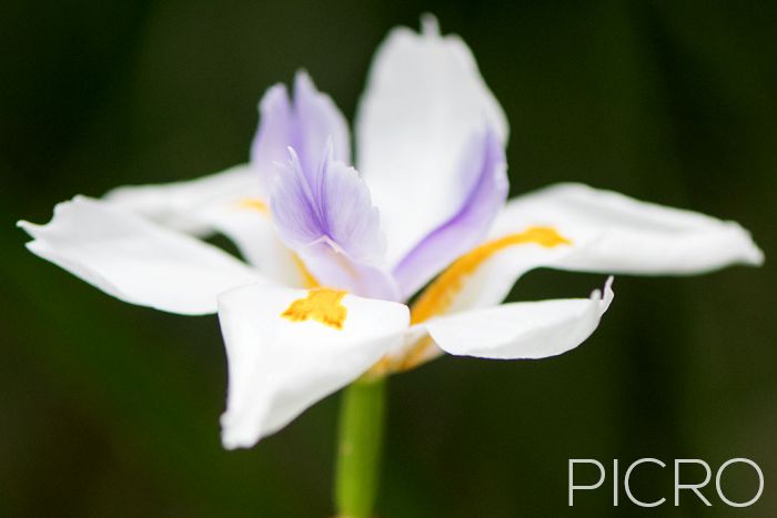 Wild Iris - Wild Iris