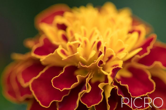 Yellow and Brown Marigold - Yellow and Brown Marigold