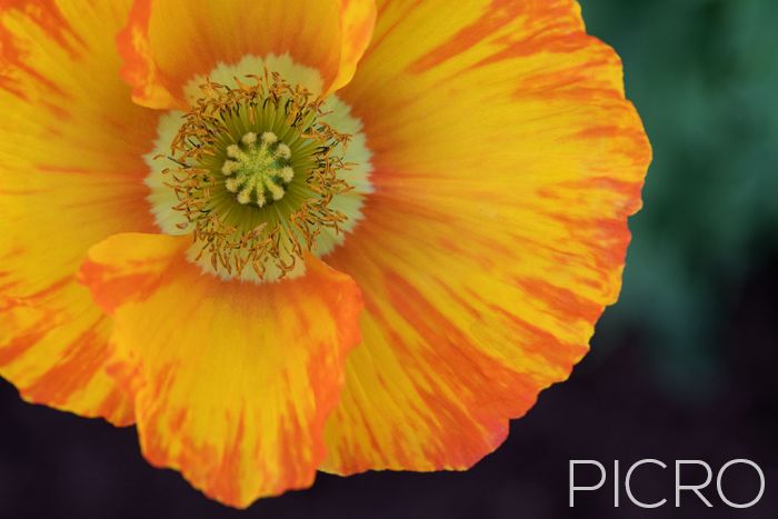 Yellow and Orange Poppy - A glorious poppy of yellow petals painted with orange streaks surround the sharpness and detail of the stamen and stigma as it's positioned off-centre.