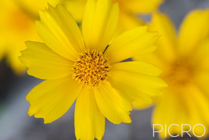 Yellow Coreopsis - Vibrant long-blooming and cheerful flowers of the garden, the tickseed showcase daisy-like petals with serrated tips that surround the yellow stamen.