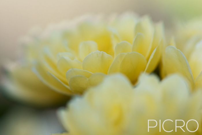 Yellow Flowers - Alluring shining petals flourish and depict the beauty and delicate wonder within humble yellow flowers in the natural world around us.