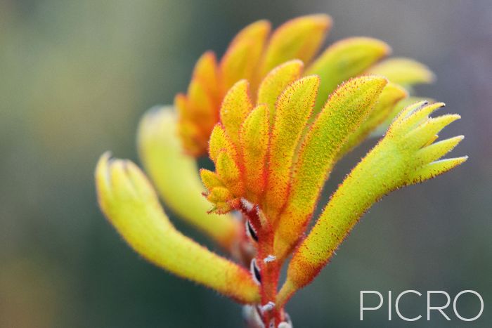 Golden Kangaroo Paw Flower - A yellow kangaroo paw is the subject of this macro photograph that highlights the tubular flowers covered with tiny red hairs.