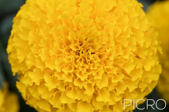 Yellow Marigold - Yellow Marigold