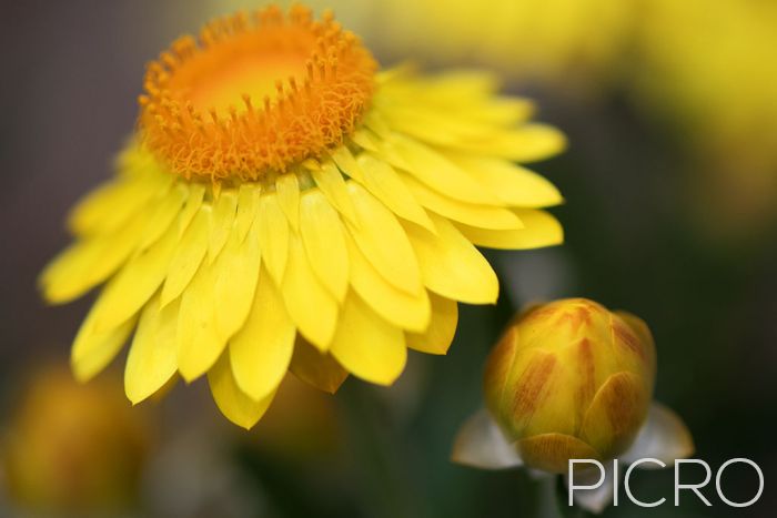 Yellow Paper Daisy & Bud - Yellow Paper Daisy & Bud