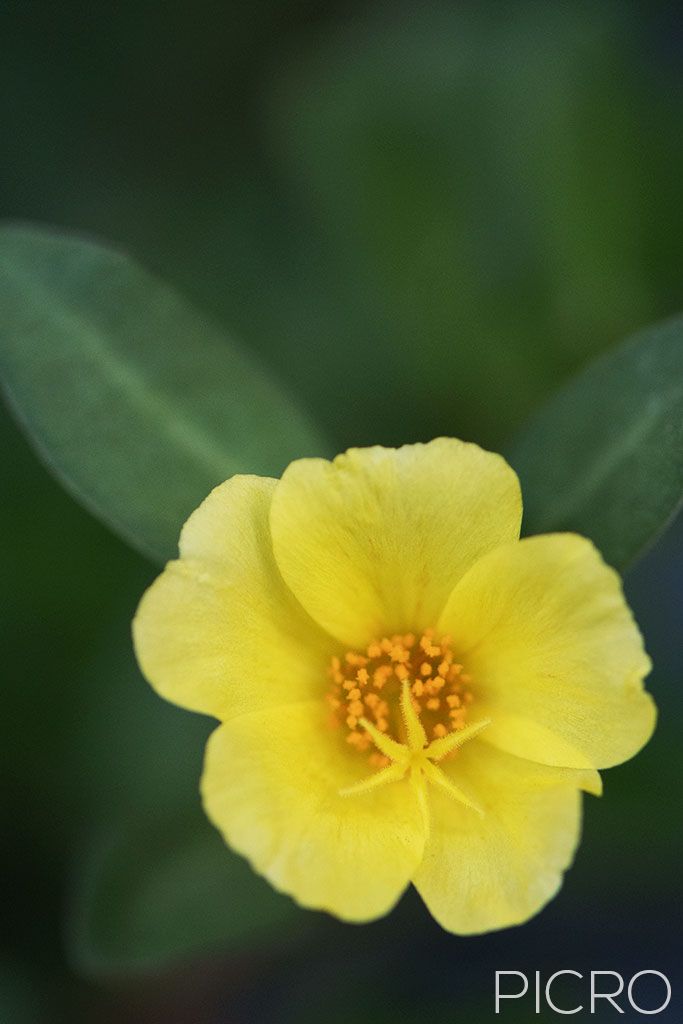 Yellow Portulaca - Yellow Portulaca