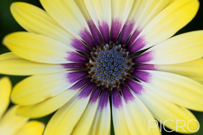 Yellow & Purple African Daisy - Yellow fades to cream and purple with ray florets that surround the blue disk florets of the beautiful Osteospermum in this close up photograph.